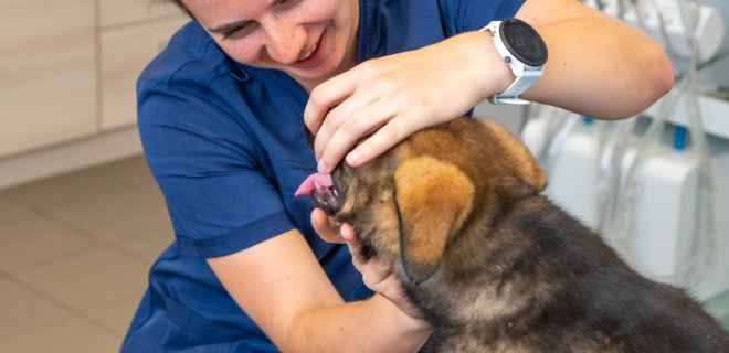 Veterinary Forea
in Lanškroun